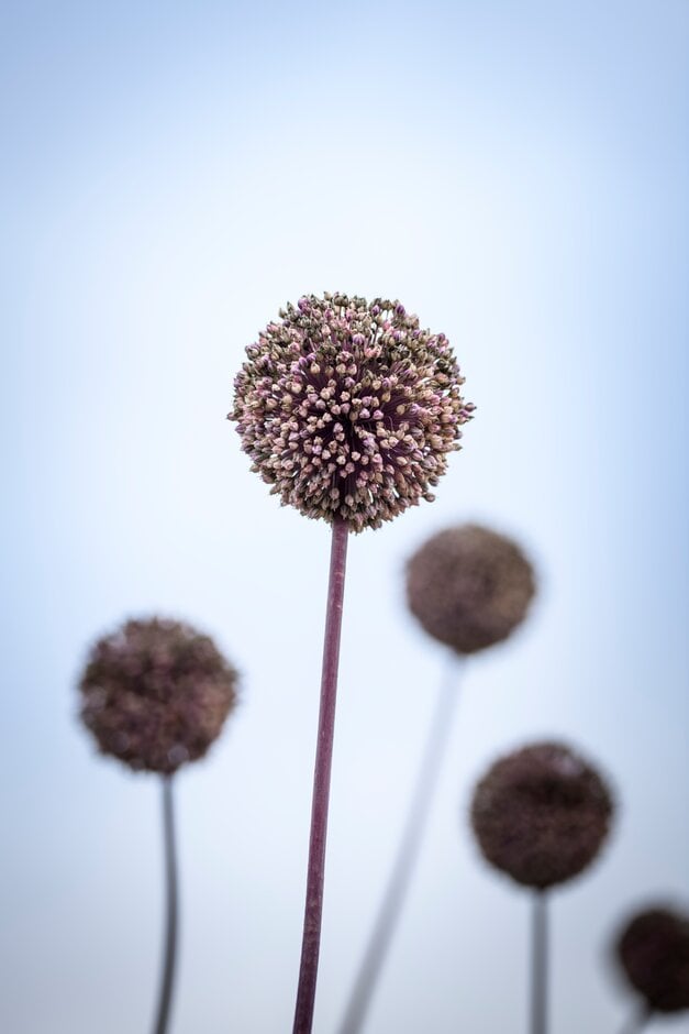 allium 'Summer Drummer'