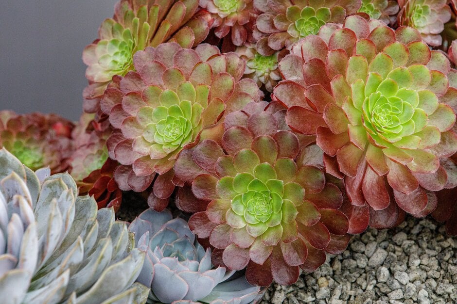 × <em>Semponium</em> 'Sienna'