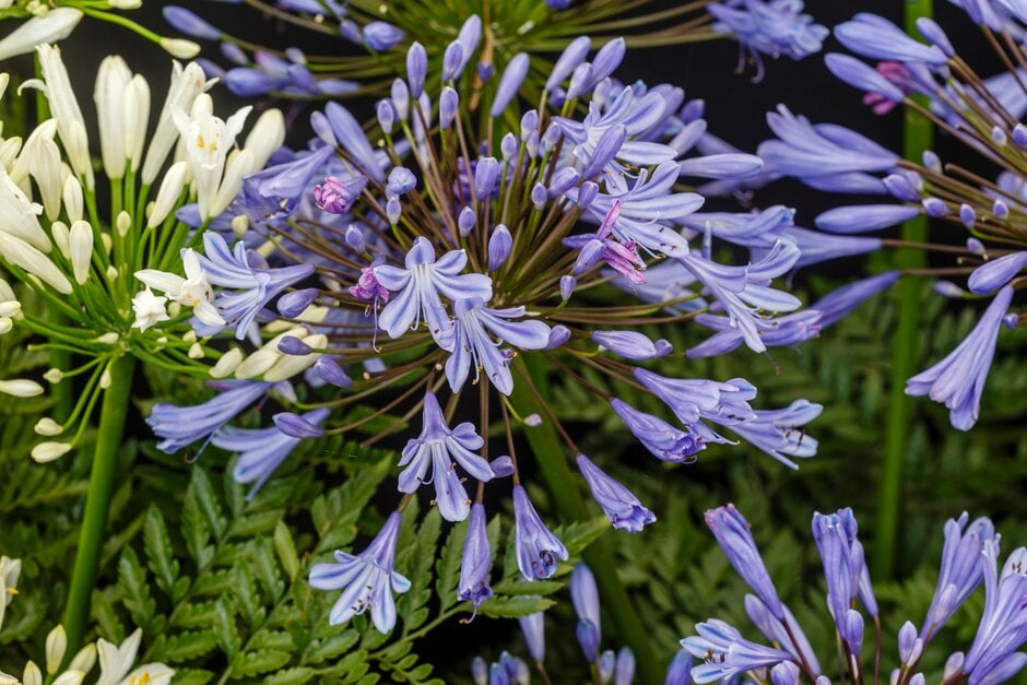 African lily 'Hole Park Blue'