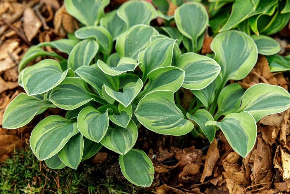 plantain lily 'Frosted Mouse Ears'