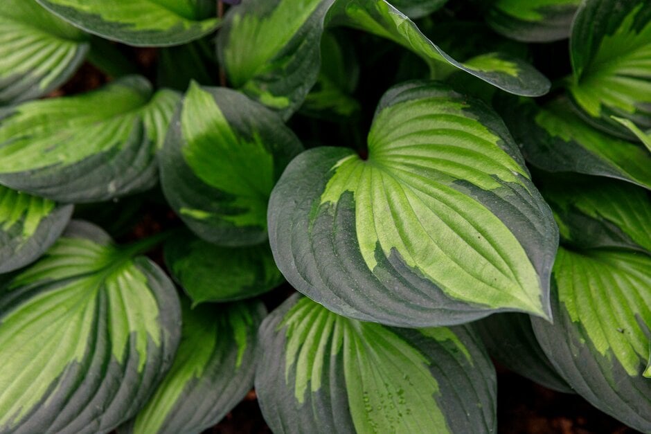 plantain lily 'Colored Hulk'