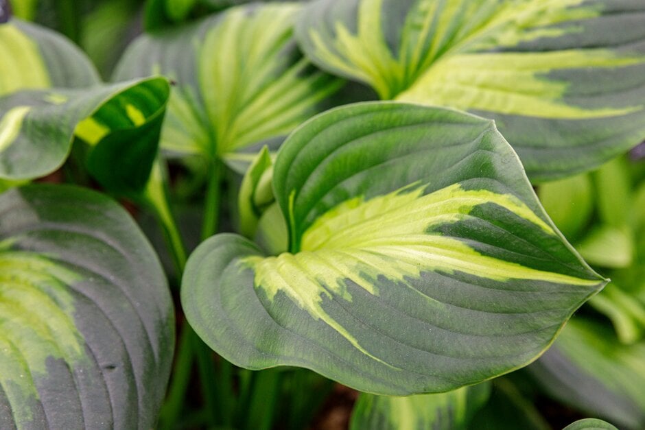 plantain lily 'Cathedral Windows'