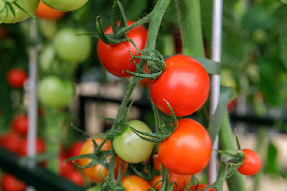 tomato 'Cocktail Crush'