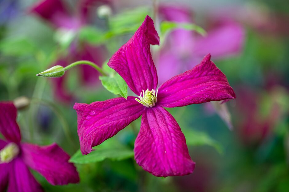 clematis 'Madame Julia Correvon'