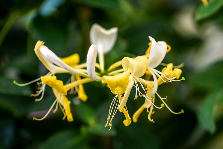 Japanese honeysuckle 'Hall's Prolific'