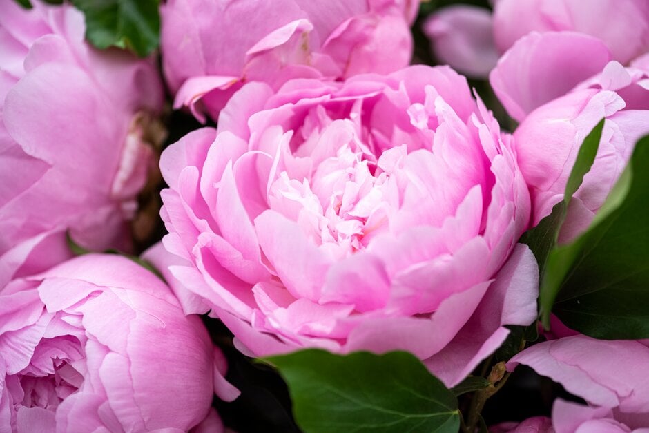 Paeonia lactiflora &Dinner Plate& | peony &Dinner Plate& Herbaceous ...