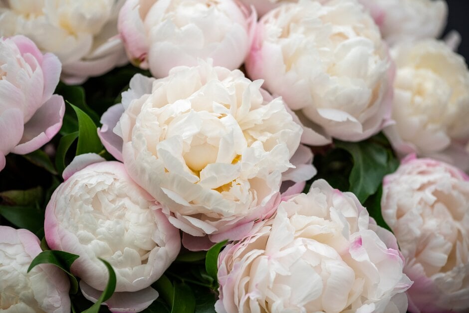 peony 'Gardenia'