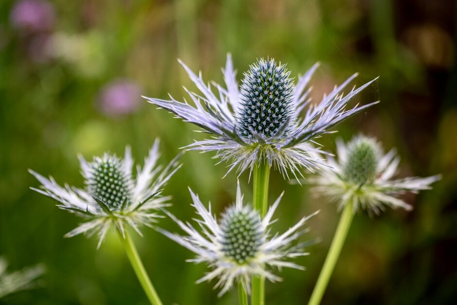 eryngo 'Jos Eijking'