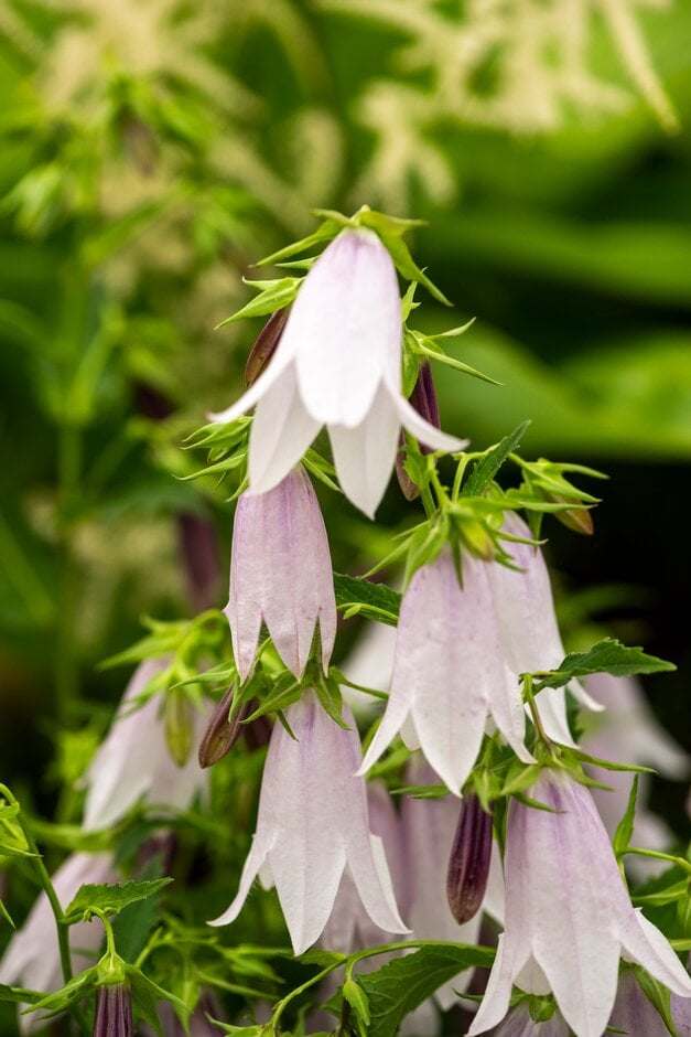 Campanula Iridescent Bells (&Iribella&PBR) | bellflower [Iridescent ...