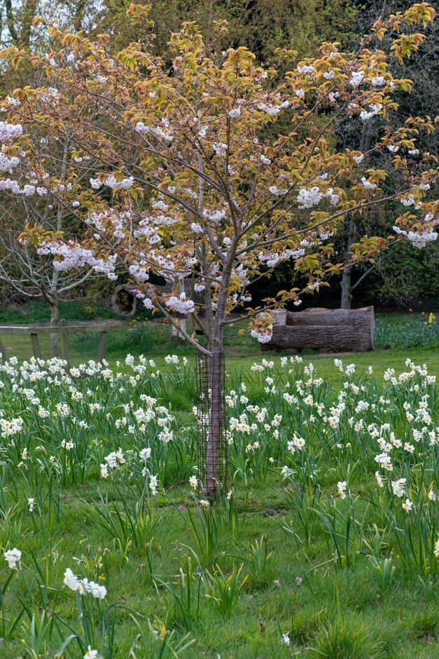<i>Prunus</i> 'Matsumae-hana-guruma'