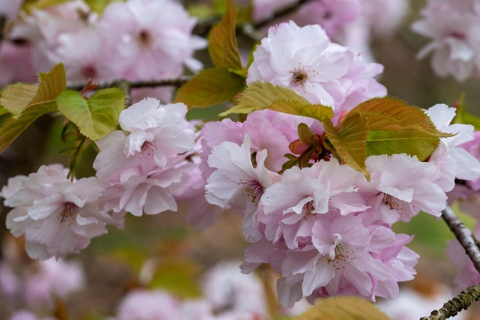 <i>Prunus</i> 'Matsumae-hana-guruma'