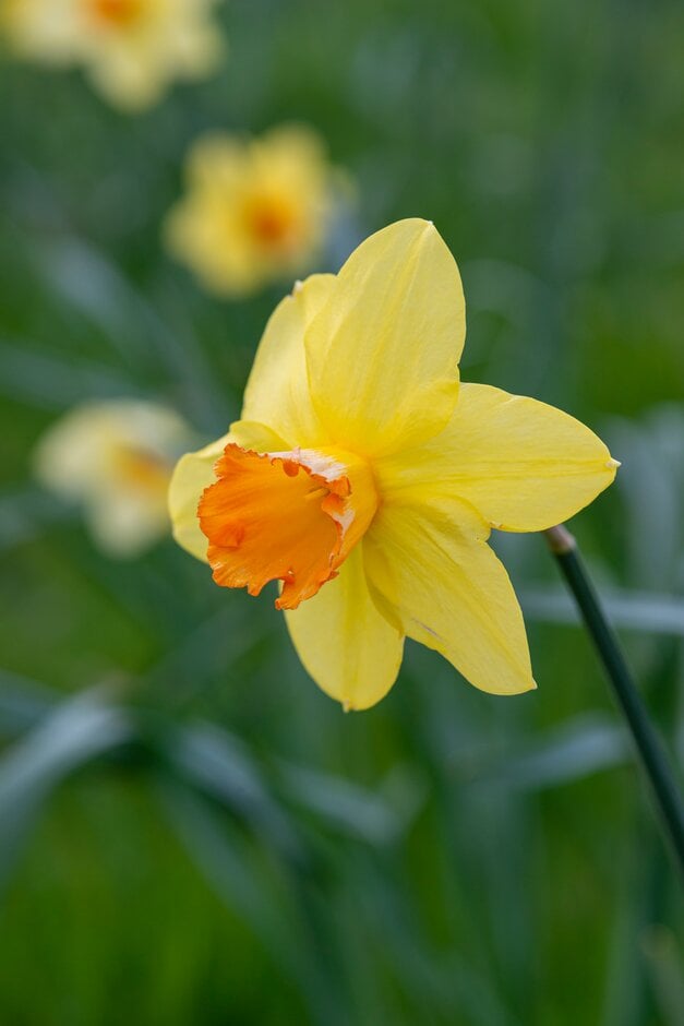 <i>Narcissus</i> 'Lothario' (2)