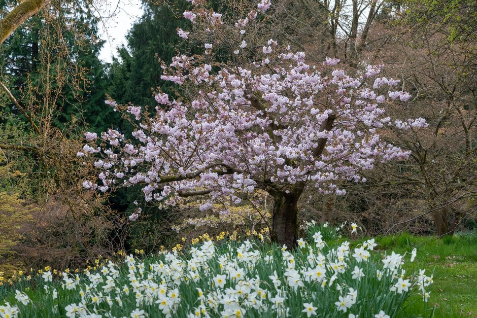 Japanese flowering cherry