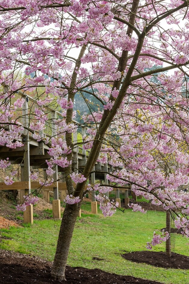 cherry 'Matsumae-usugasanesomei'
