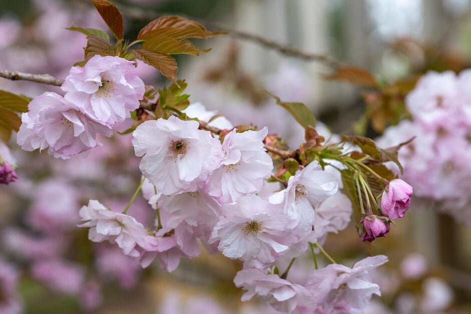Prunus serrulata &Hokusai& | cherry &Hokusai& Trees/RHS Gardening