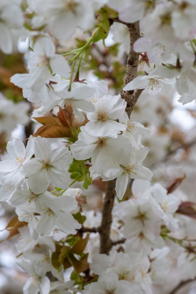 great white cherry