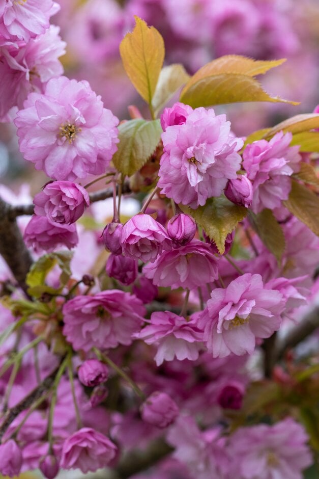 <i>Prunus</i> 'Ezonishiki'