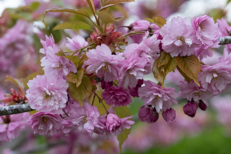 <i>Prunus</i> 'Ezonishiki'