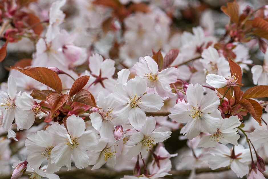 <i>Prunus</i> 'Tayoyame'