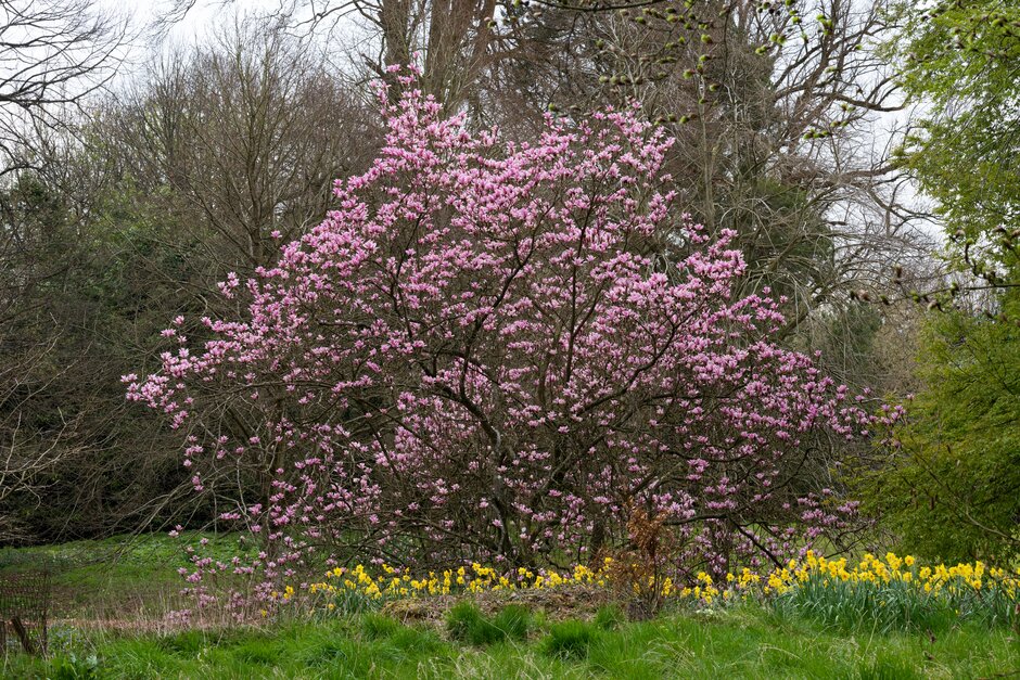 magnolia 'Heaven Scent'