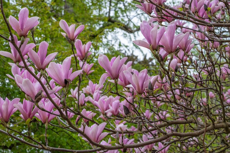 magnolia 'Heaven Scent'