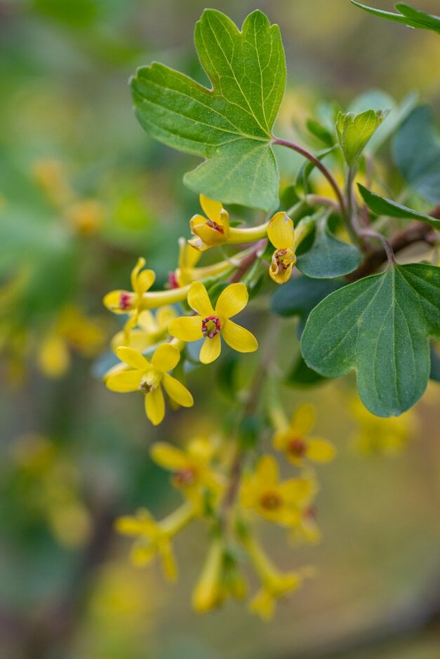 buffalo currant