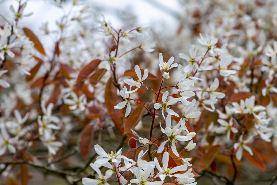 serviceberry