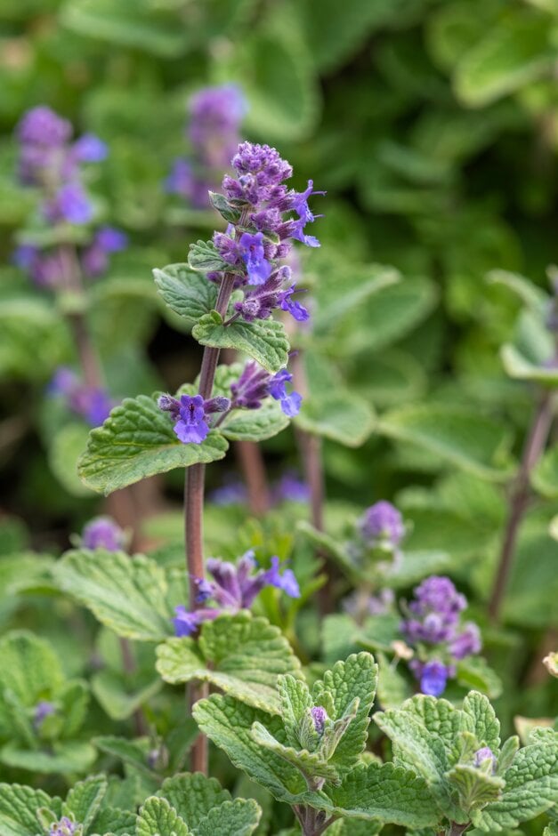 garden catmint