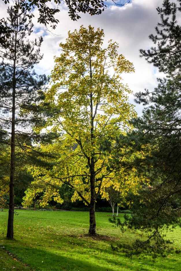 Chinese tulip tree