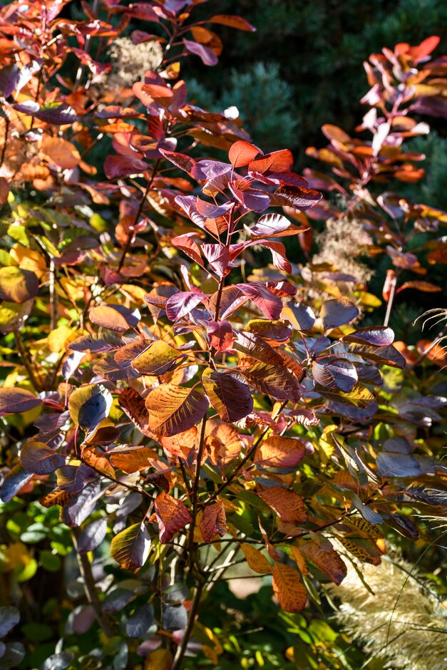 <i>Cotinus</i> 'Elodie'