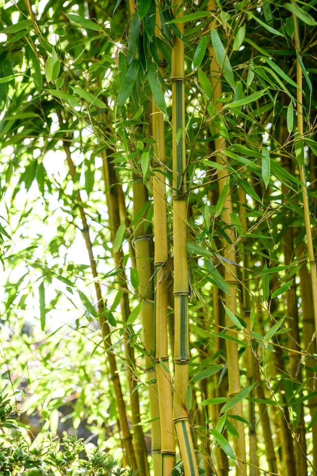 showy yellow groove bamboo