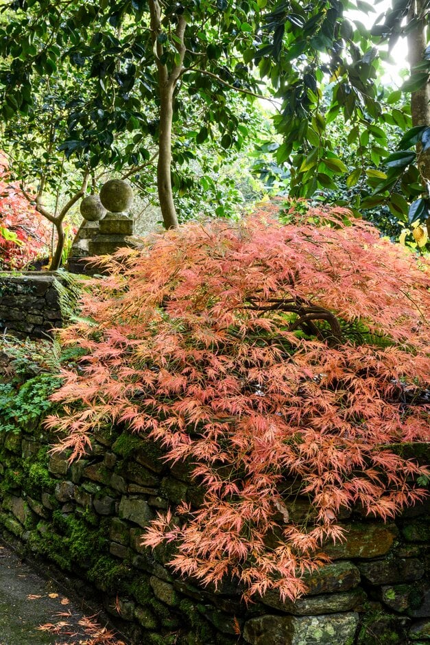 Japanese maple 'Filigree'