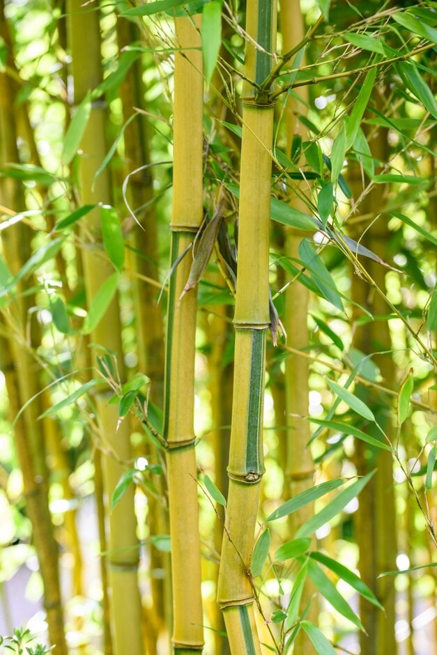 showy yellow groove bamboo