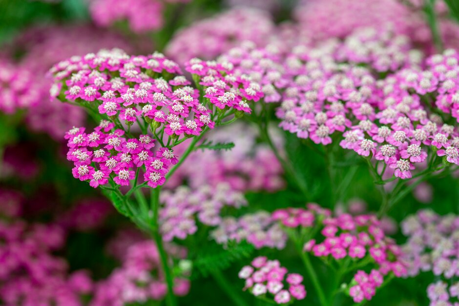 yarrow 'Pink Grapefruit'