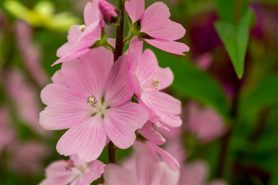 <em>Sidalcea</em> 'Sussex Beauty'