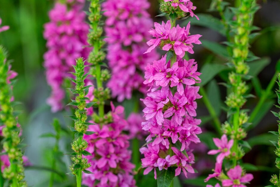 purple loosestrife 'Robert'