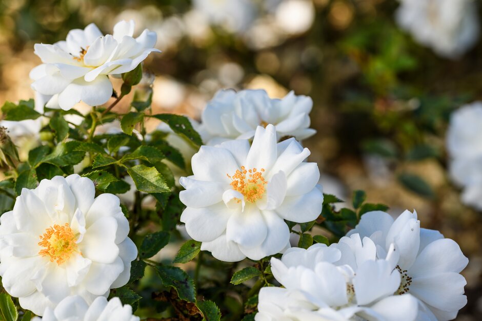 rose [Flower Carpet White]