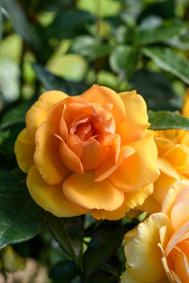 Rosa Golden Beauty ('Korberbeni'PBR) (F) Rosa Golden Beauty ('Korberbeni'PBR) (F)
