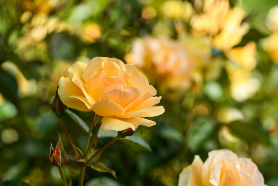 rose [Varenna Allen]