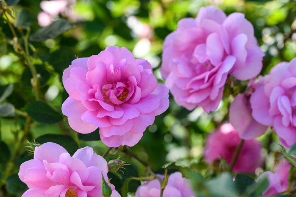 rose [Cariad]