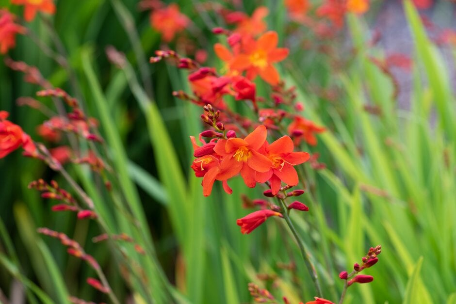 montbretia 'Constance'