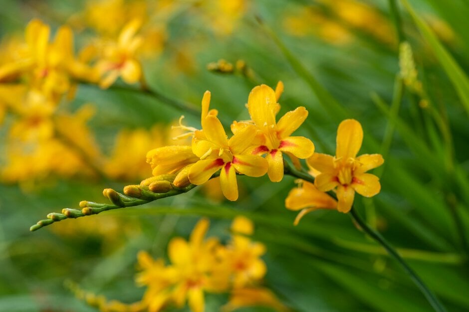 montbretia 'Hot Spot'