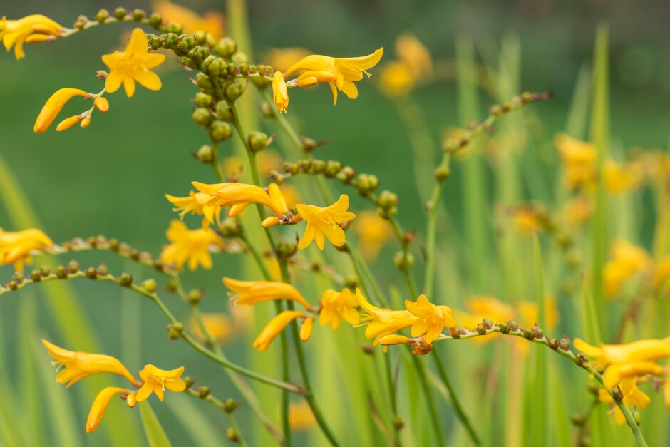 montbretia 'Suzanna'