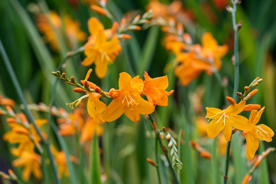 montbretia 'Voyager'