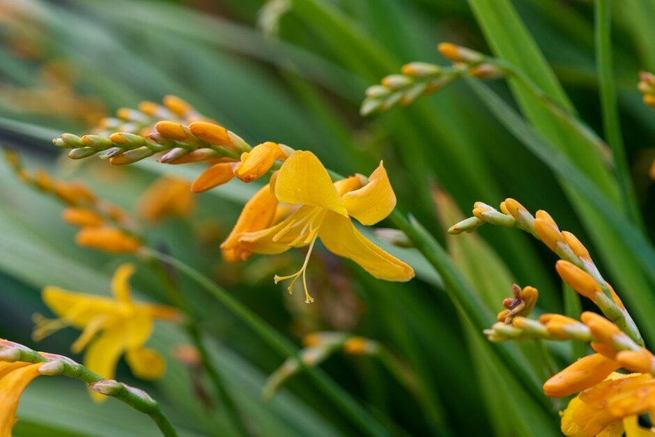 montbretia 'Buttercup'