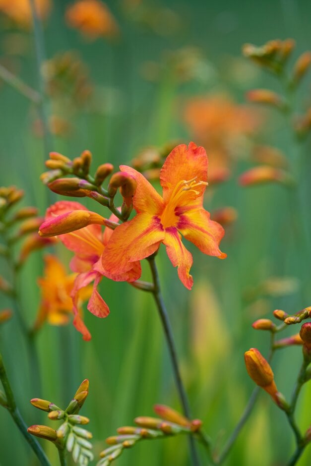 montbretia 'Zambesi'