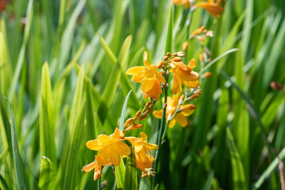montbretia 'Golden Ballerina'