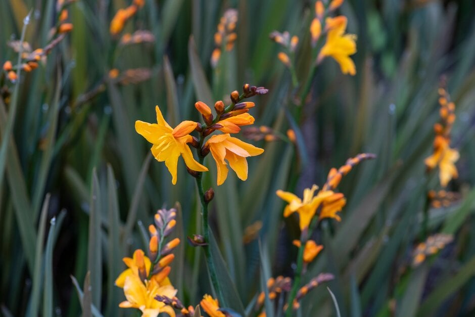montbretia 'Burford Bronze'
