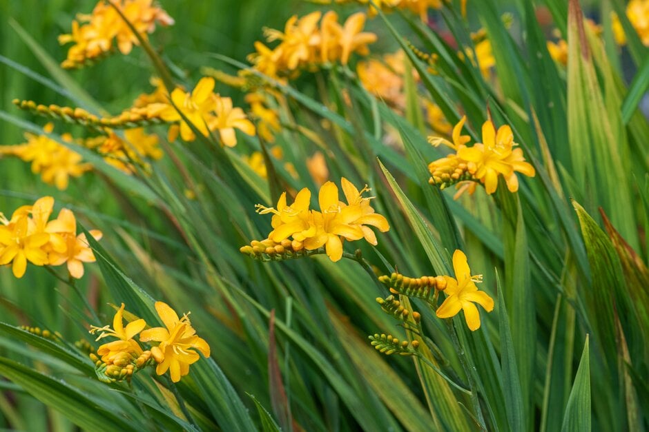 montbretia 'Paul's Best Yellow'