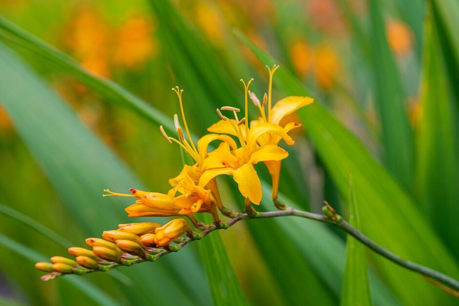 giant montbretia 'Rowallane Yellow'